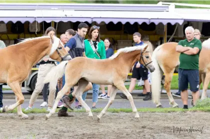 Lorina, Haflinger Stute