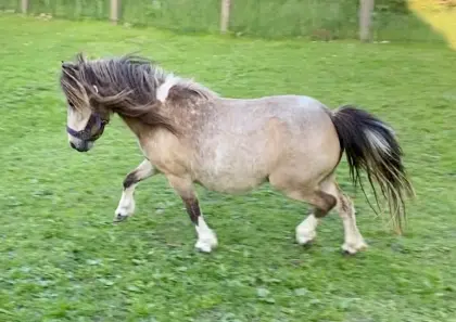 Minishetty, Mini-Shetland-Pony