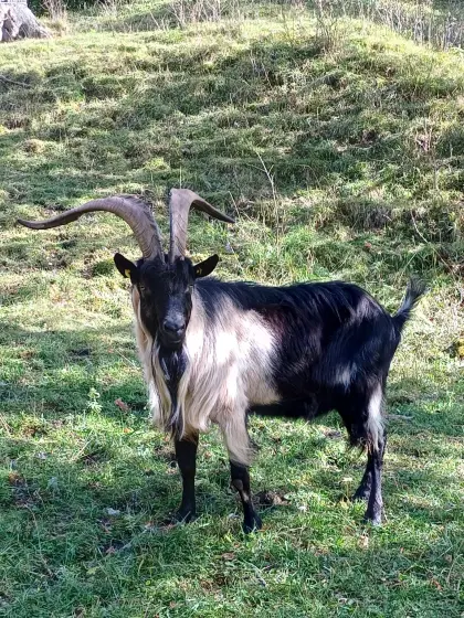 Pfauenziegenbock