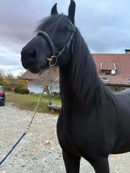 Barockpinto
