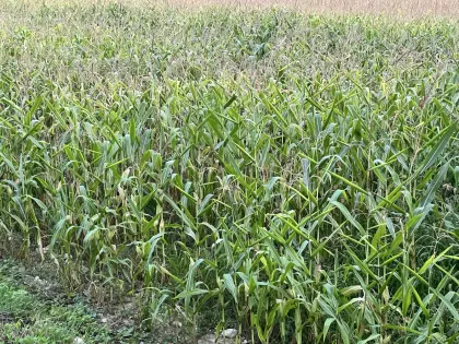 Bio-Körnermais ab Feld