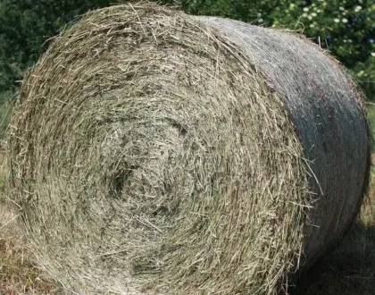 Suche Heu, Pferde, Rundballen max. 300 kg, 4.644 Scharnstein