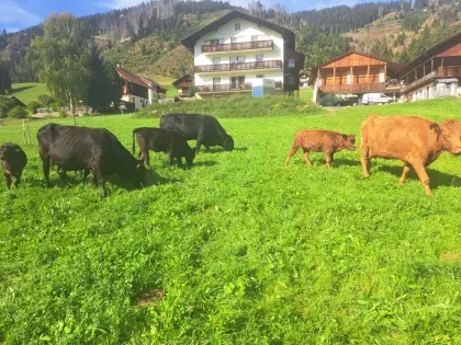 Schöne Angus-Galloway-Rinder