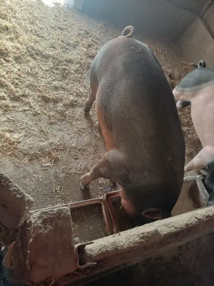 Duroc Jungsau