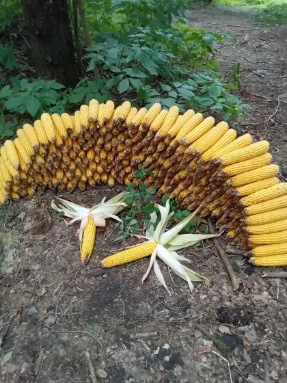 Snack-Maiskolben