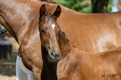 Pyross, österr. Warmblut-Hengst