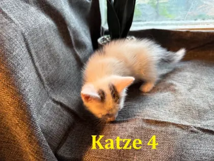 Katzen