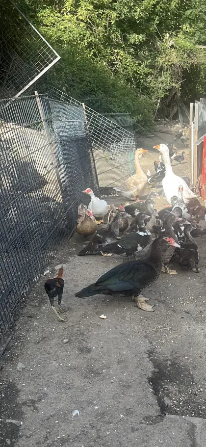 Warzenenten von 1 Monat bis 6 Monate