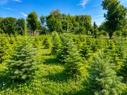 Suche Christbäume