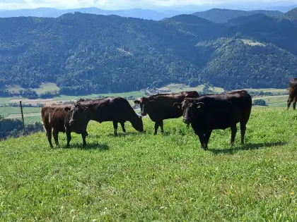 BIO Wagyu Mastochsen reinrassig