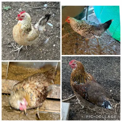 4 schwedische Blumenhühner