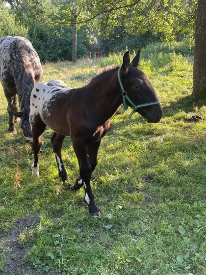 Norikerhengstfohlen Freckles sucht neues Zuhause