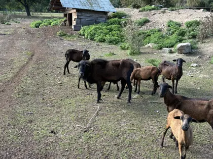Reinrassiger Barbados Blackbelly Bock
