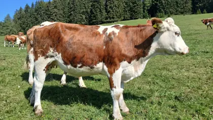Bio-Kalbin