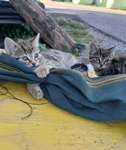Babykatzen