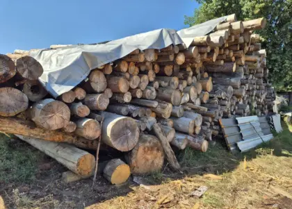 Brennholz Fichte, 4 m Stämme
