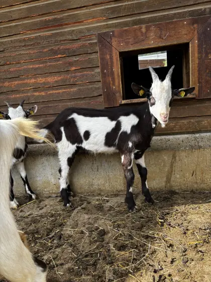 Tauernschecken-Bock