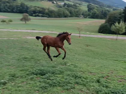 Lehenhofs Maverick, Österr. Warmblut-Hengst