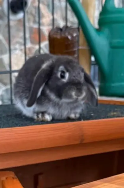 Zwergkaninchen