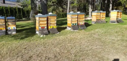 Bio-Bienenvolk Carnica, Königin 2026, mit oder ohne Bienenstock