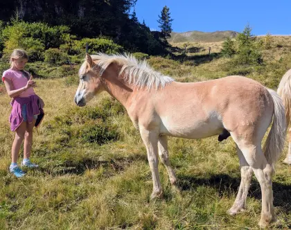 Samson, Sommerhit x Vis a Vis (MV Wolfgang), moderner Typ