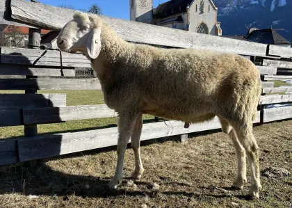 Bergschaf-Widder