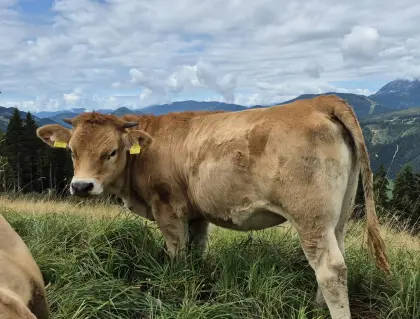 Bio Murbodner Kalbinnen zu verkaufen