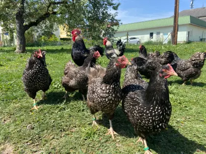 Barnevelder Stamm