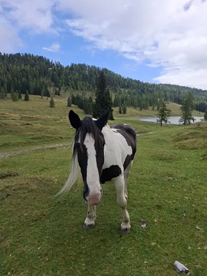 Noriker Rappscheck-Stute
