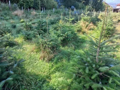 Pachtfläche für Christbaumkultur gesucht