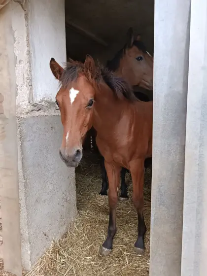 Lehenhofs Maverick, Österr. Warmblut-Hengst