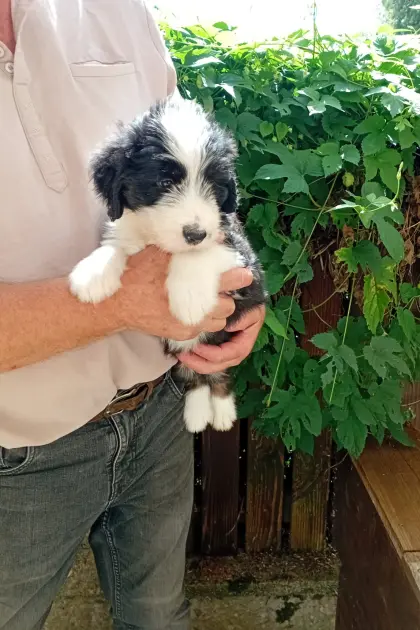 Herzige Bearded-Collie-Bobtail-Mischlingswelpen