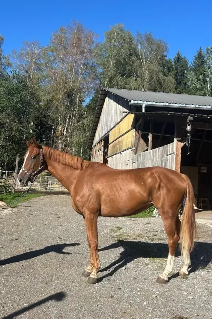 Warmblutstute