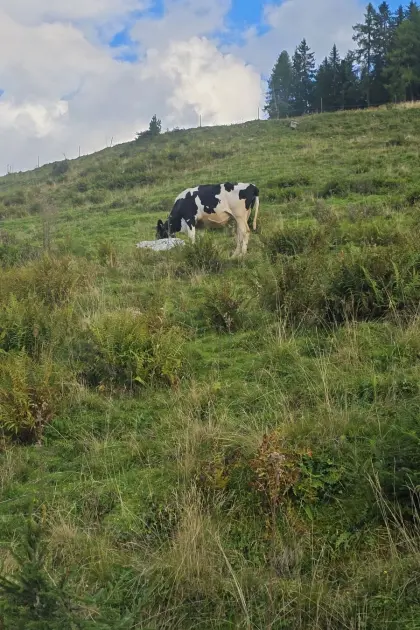 Trächtige Holstein-Kuh