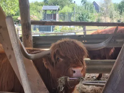 Hochlandrinder zu verschenken