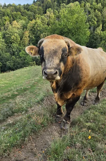 Murbodner Stier