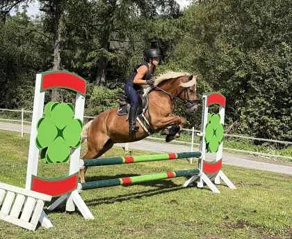 Schicker dunkler Haflinger