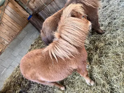 Mini Shetty