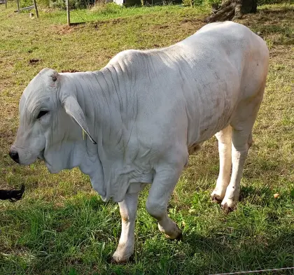 Nelore-Zebu-Rinder