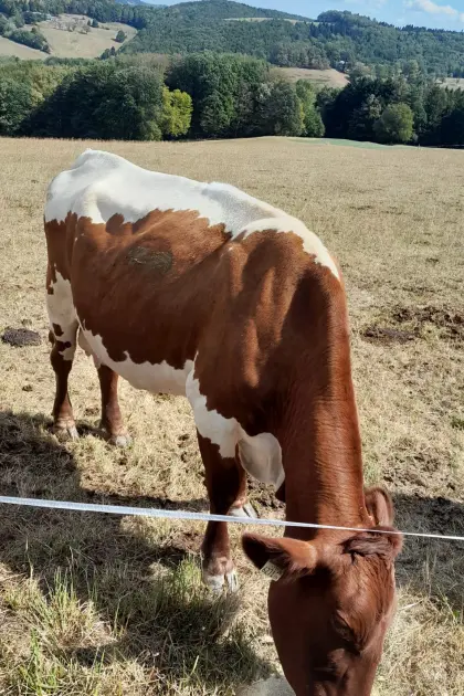 Bio Pinzgauer und Piemonteser Kühe