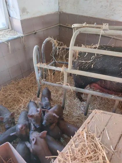 Ferkel Duroc, Pietrain