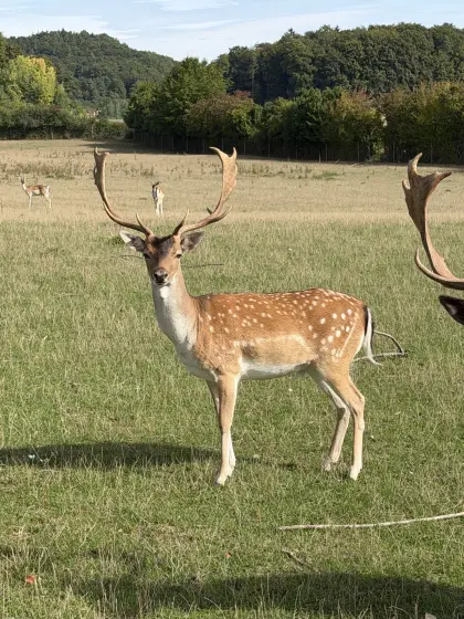 Damhirsch, 3-jährig, 3. Kopf
