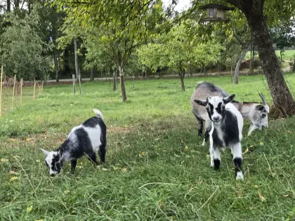 Zwergziegen 2x