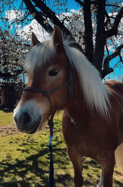Haflinger Stute