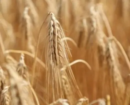 Winterweizen, Triticale