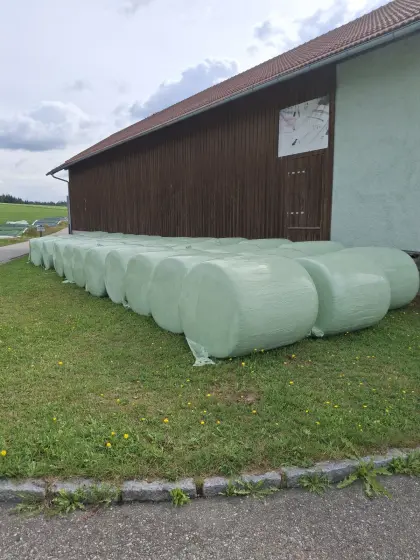 Verkaufe 39 Maisballen 2026