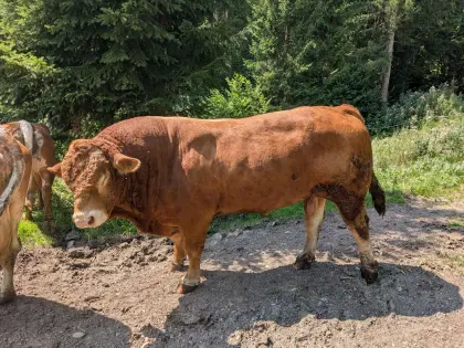 Verleihe Limousin-Stier
