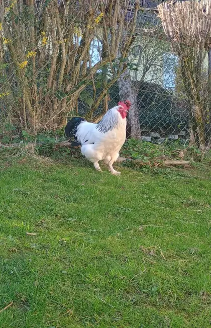 Sundheimer Hahn