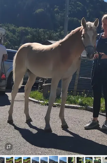 Verkaufe Haflinger Stutfohlen