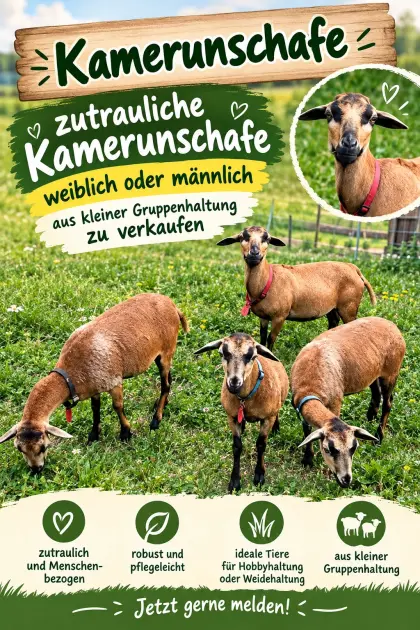 Kamerunschafe zu verkaufen